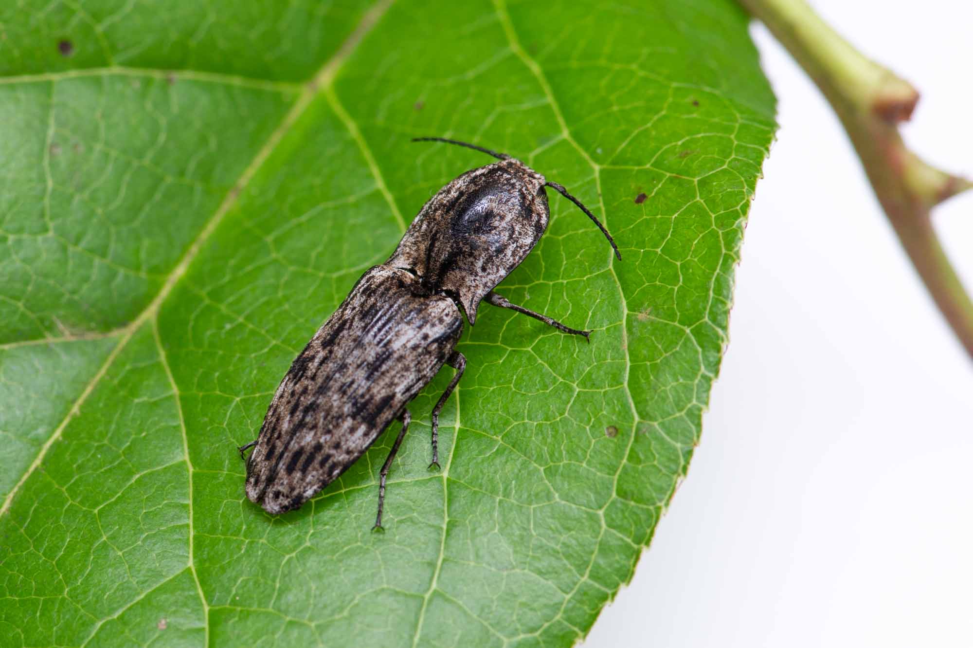 ウバタマコメツキ | 虫の写真と生態なら昆虫写真図鑑「ムシミル」