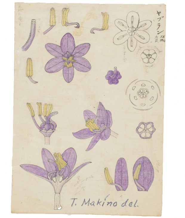 植物分類学者・牧野富太郎。「植物の愛人」が描いた精緻な植物画を紹介
