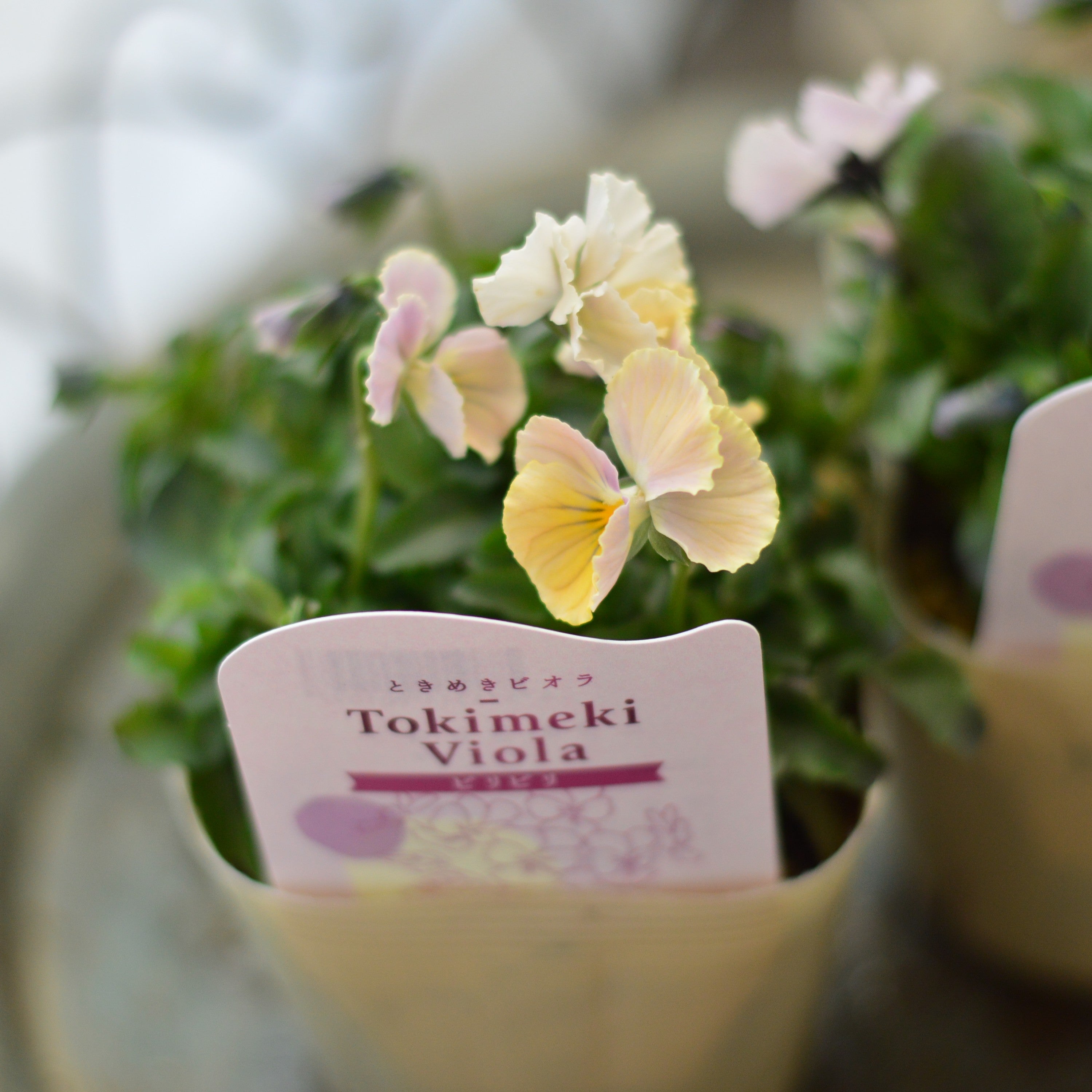 奥田園芸さん】 ときめきビオラ 『ビリビリ』 3.5寸POT