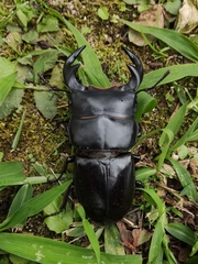 世界犀金龟和锹形虫 · iNaturalist