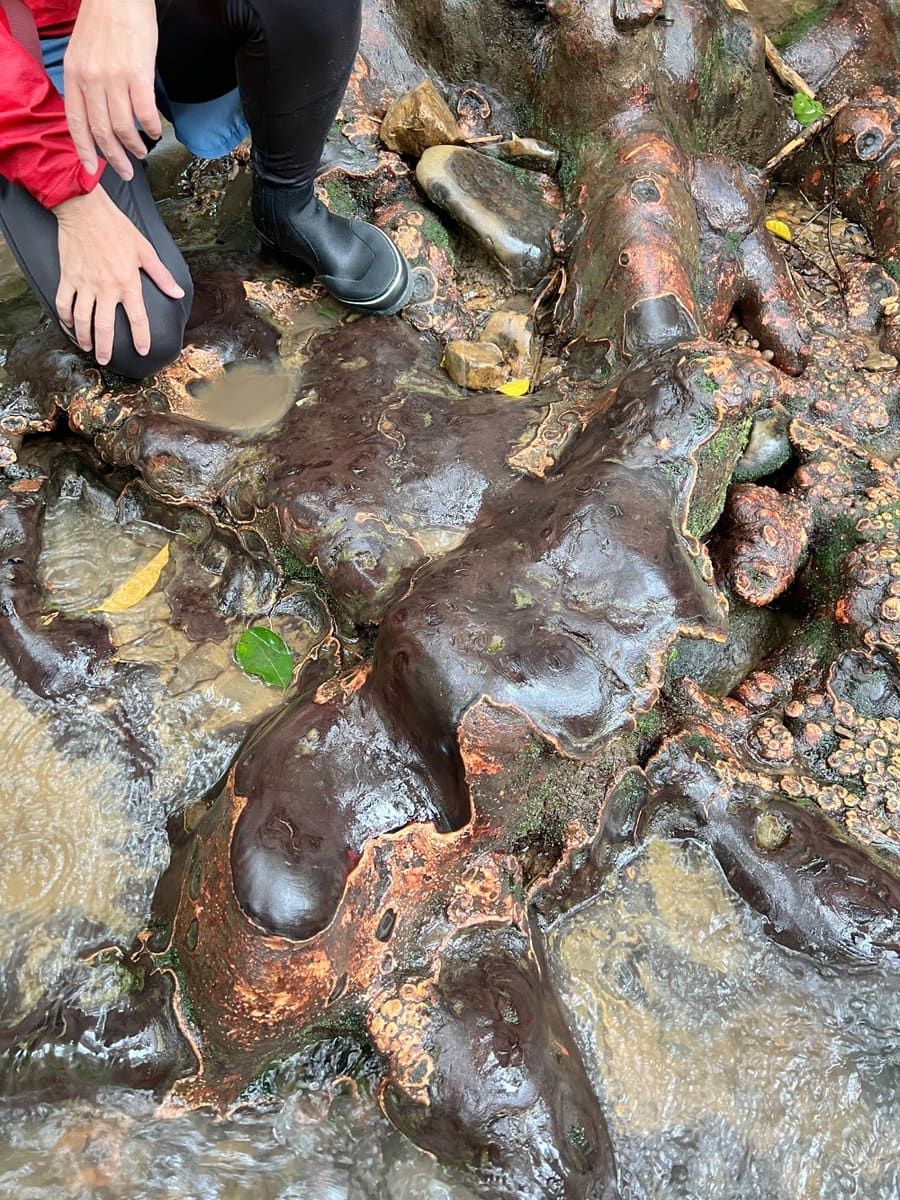 絶対訪れたい世界自然遺産／「東洋のガラパゴス」西表島の自然を守る