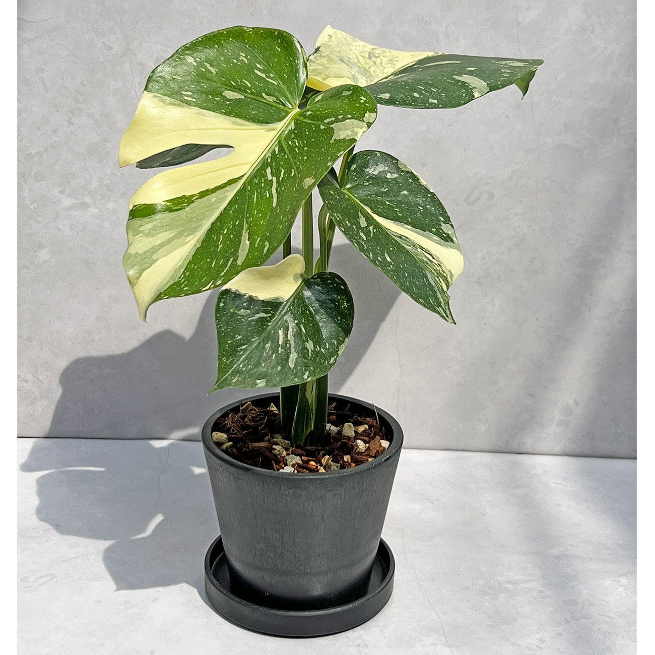 一点もの】モンステラ デリシオーサ タイコンステレーション クリーム