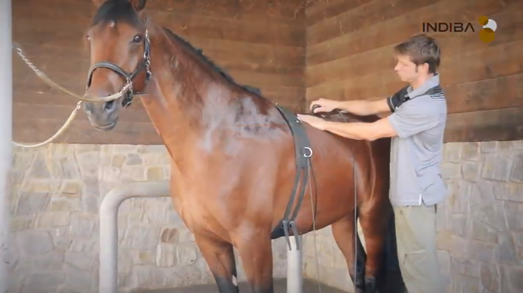 HORSE | INDIBA JAPAN - インディバ・ジャパン