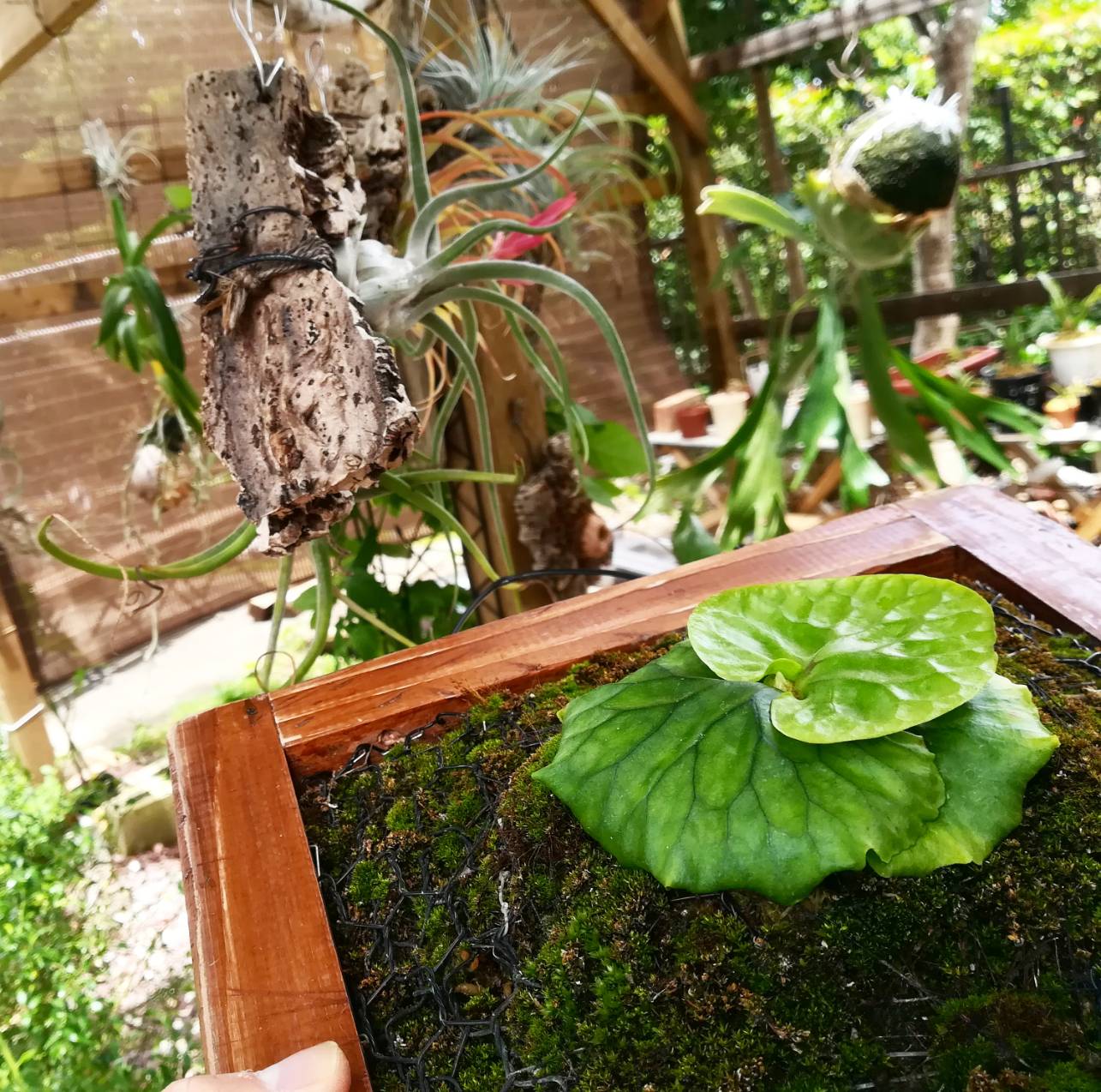 マダガスカリエンセ胞子培養株の記録。約4カ月後。