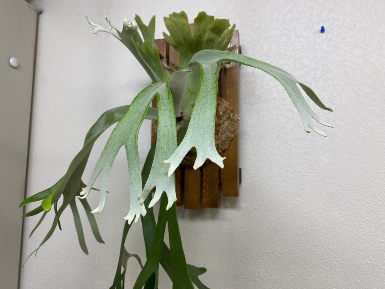 ビカクシダ・ウィリンキー3年の記録。Growing Staghornfern!!
