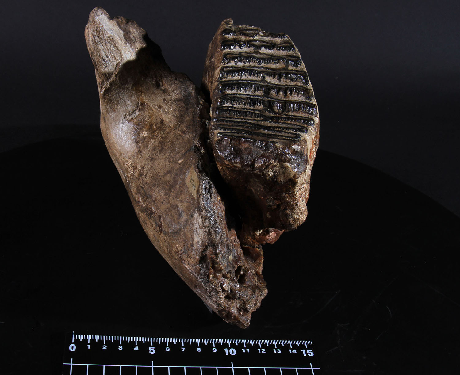 高等科ミュージアム ｜ 学習院高等科