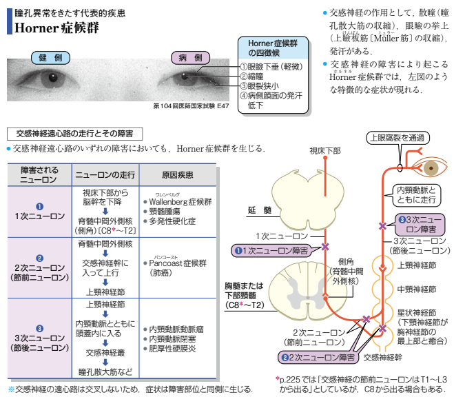 新刊］『からだがみえる』本日発売！ | INFORMA by メディックメディア