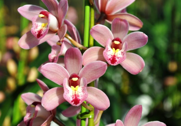 テーブルシンビ | カテゴリー | シンビジウム（シンビジューム）本舗