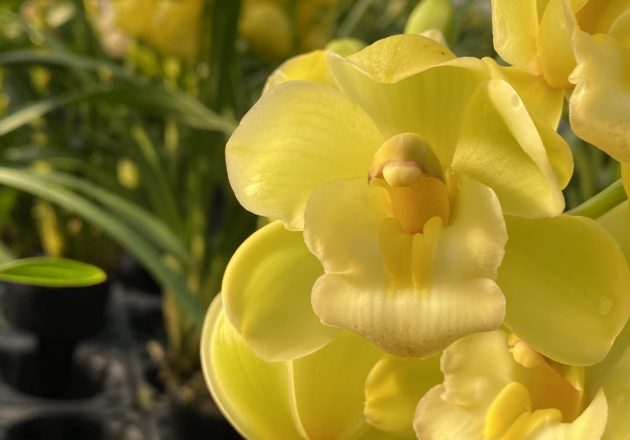 テーブルシンビ | カテゴリー | シンビジウム（シンビジューム）本舗