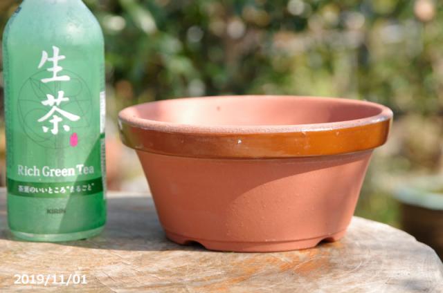 山野草の石田精華園 / 常滑焼 植木鉢 駄温鉢 浅型 6号(直径18cm) 【山