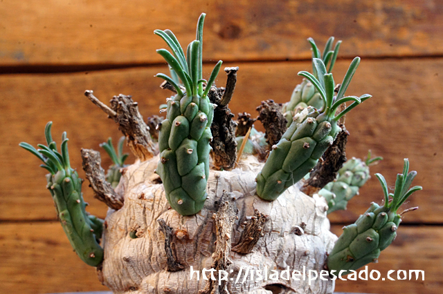 isla del pescado - Euphorbia ramiglans-ユーフォルビア・ラミグランス