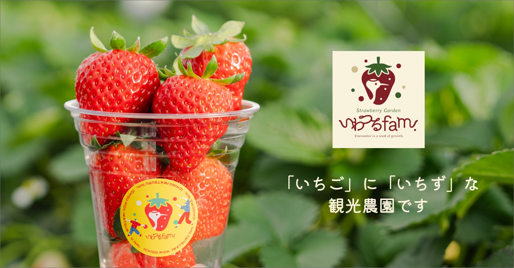 いちご狩りについて - いちご狩り観光農園 | ストロベリーガーデン