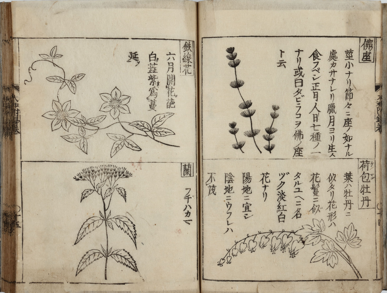植物への恋文（ラブレター） ～本草書から牧野富太郎の手紙まで