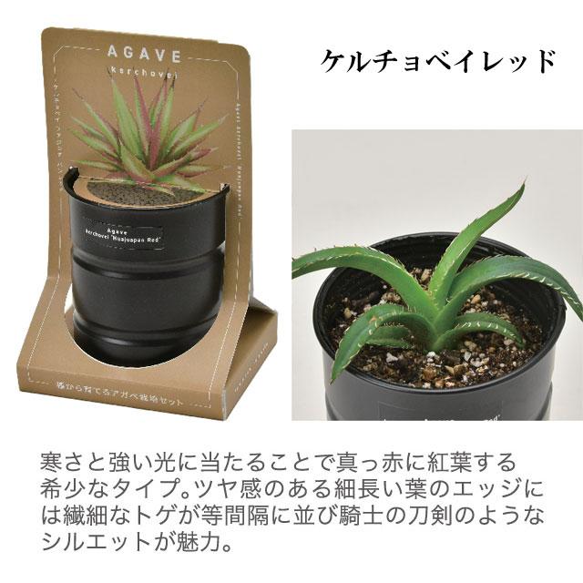 栽培キット 種から育てる アガベ栽培セット アガベ パリーホーチ