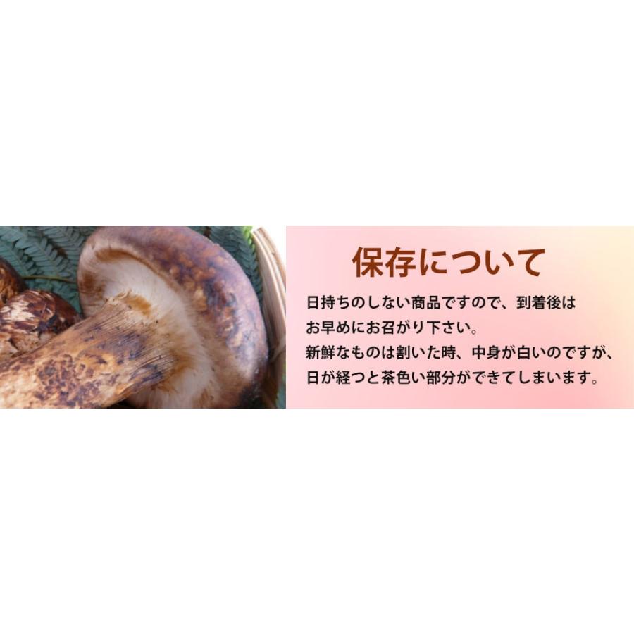 2026年9月以降分予約 分予約 松茸 国産 中つぼみ(半開き) 約500g