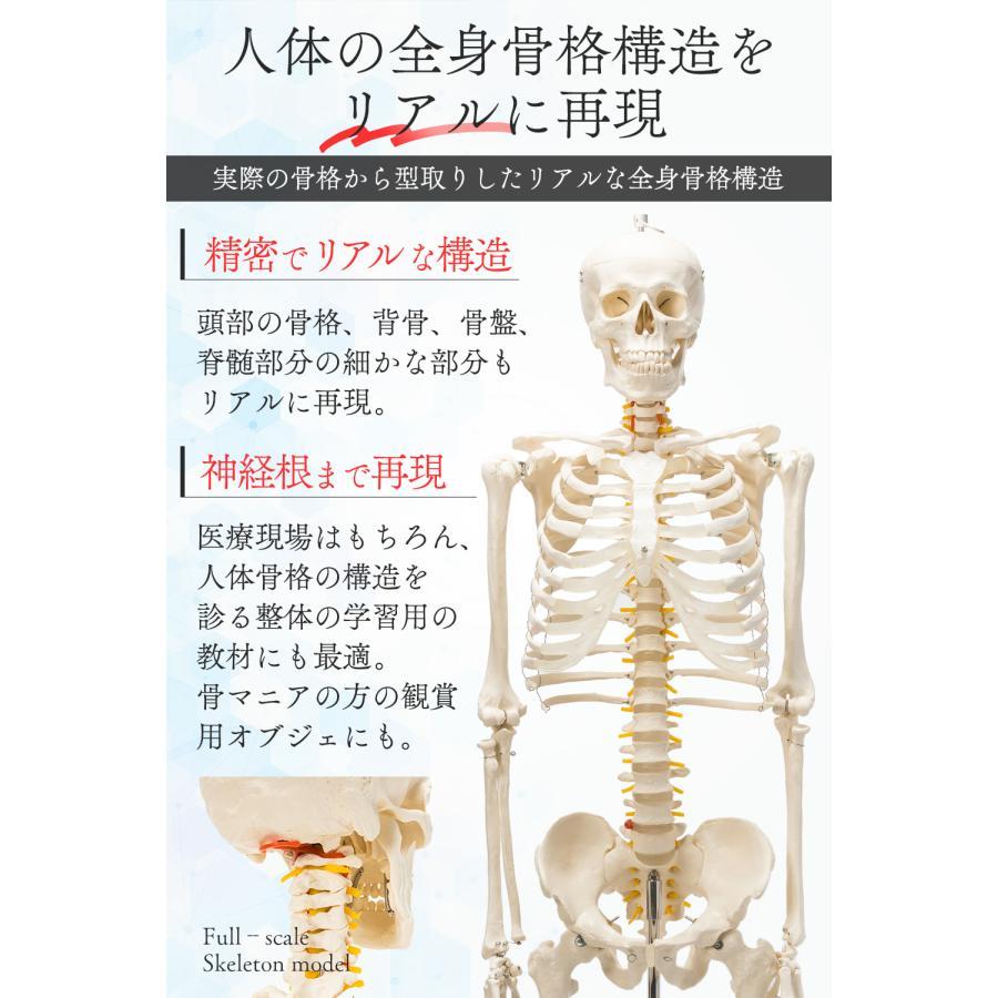国際規格認証品】人体模型 骨格模型 骨格標本 成人男性等身大 170cm