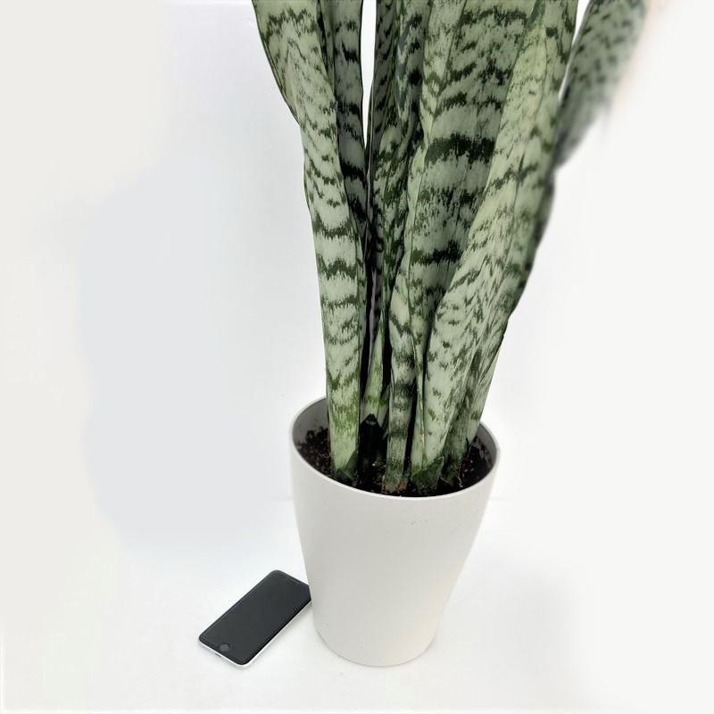 サンスベリア 7号 ゼラニカ プラスチック鉢仕様｜観葉02-D2 : 赤塚