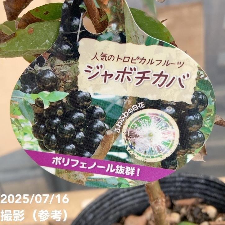 ジャボチカバ 4.5号｜果樹04-PA : 赤塚植物園ヤフー店 - 通販 - Yahoo