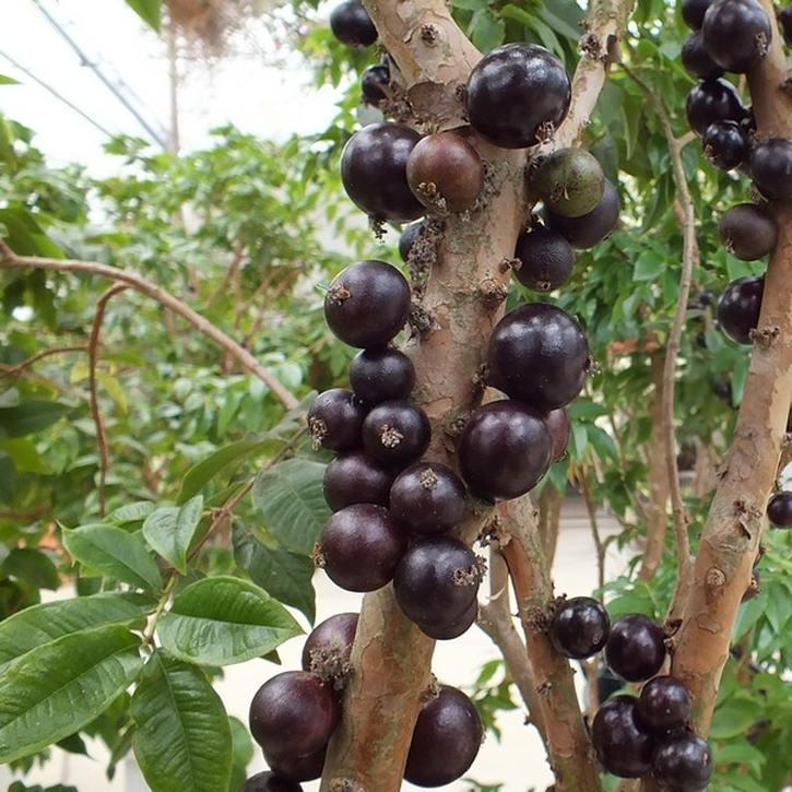 ジャボチカバ 4.5号｜果樹04-PA : 赤塚植物園ヤフー店 - 通販 - Yahoo