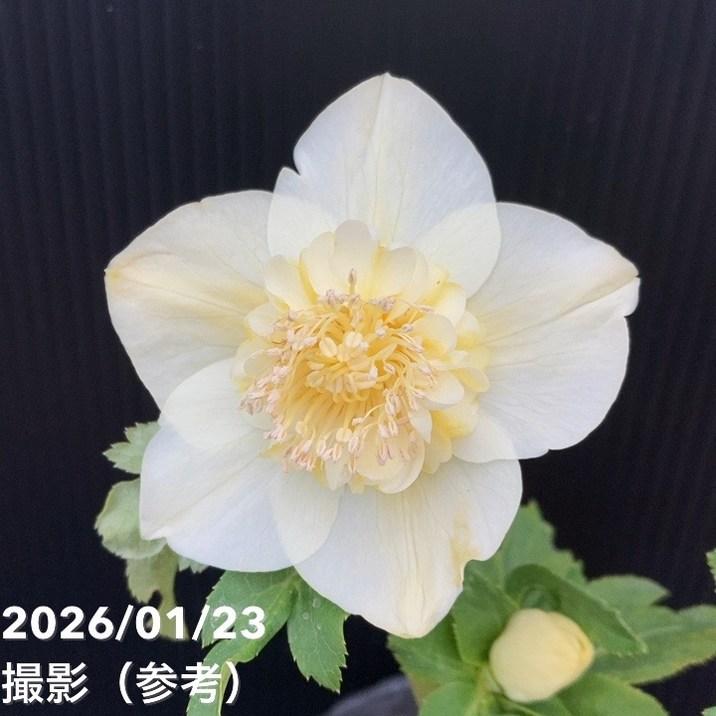 お買い得一点物咲き進み株】加藤農園 クリスマスローズ 4.5号（KT48