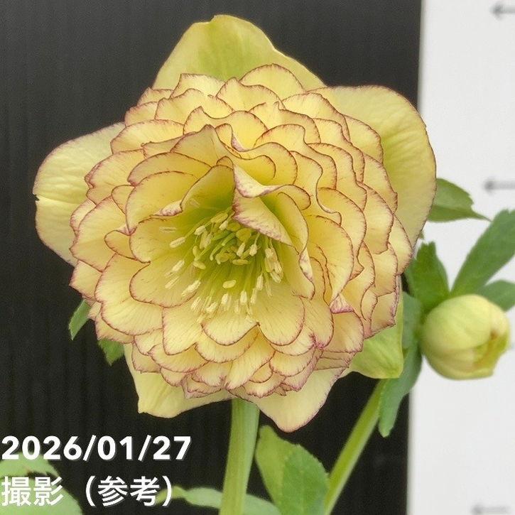 お買い得一点物咲き進み株】加藤農園 多弁クリスマスローズ