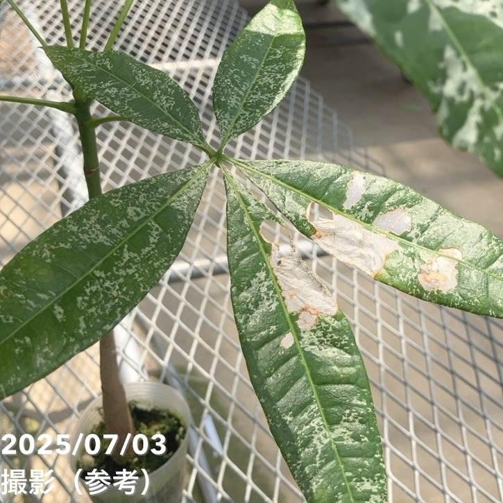 斑入りパキラ 実生 2.5号｜観葉10-TU : 赤塚植物園ヤフー店 - 通販