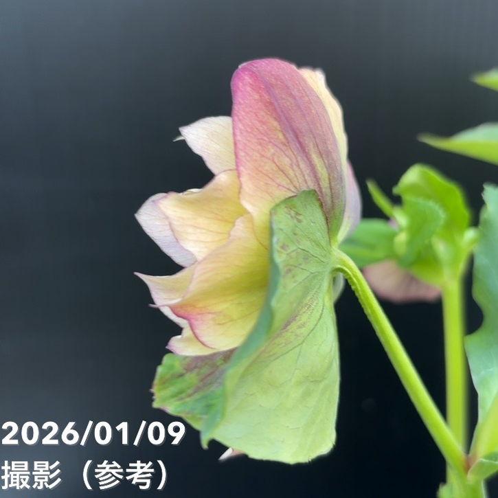 一点物】堀切園 クリスマスローズ ウィンターシンフォニー 5号角鉢