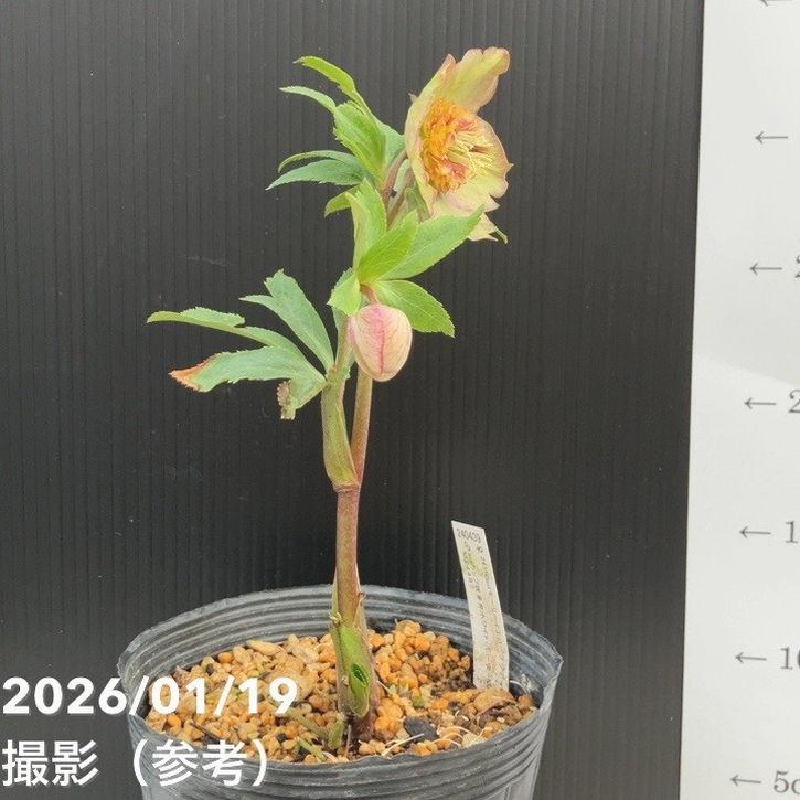 お買い得一点物咲き進み株】加藤農園 クリスマスローズ 4.5号（KT3