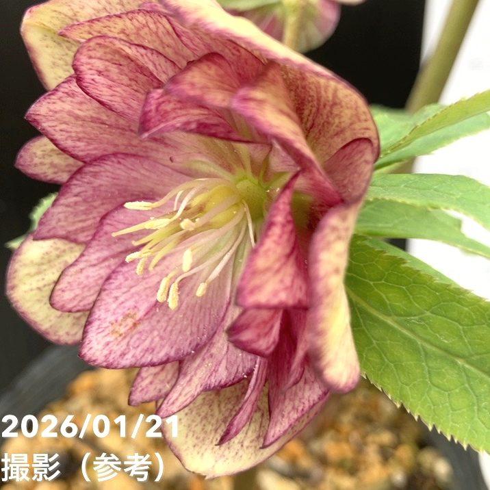 お買い得一点物咲き進み株】加藤農園 クリスマスローズ 4.5号（KT32