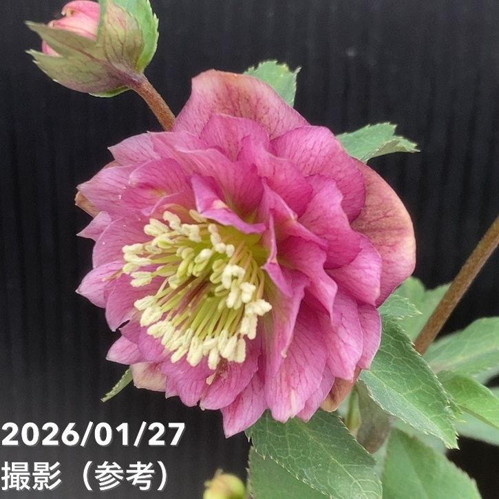 お買い得一点物咲き進み株】加藤農園 小輪プレミアムクリスマスローズ