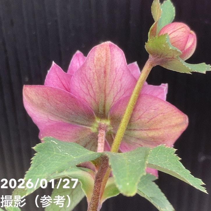 お買い得一点物咲き進み株】加藤農園 小輪プレミアムクリスマスローズ