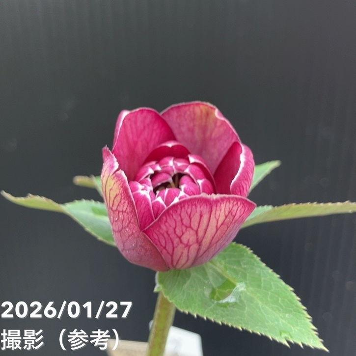 お買い得一点物咲き進み株】加藤農園 クリスマスローズ グロッシー