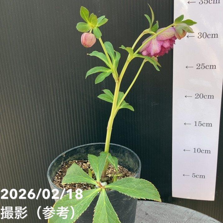 一点物】広瀬園芸 クリスマスローズ 4号（HR38）｜山野04-PA : 赤塚