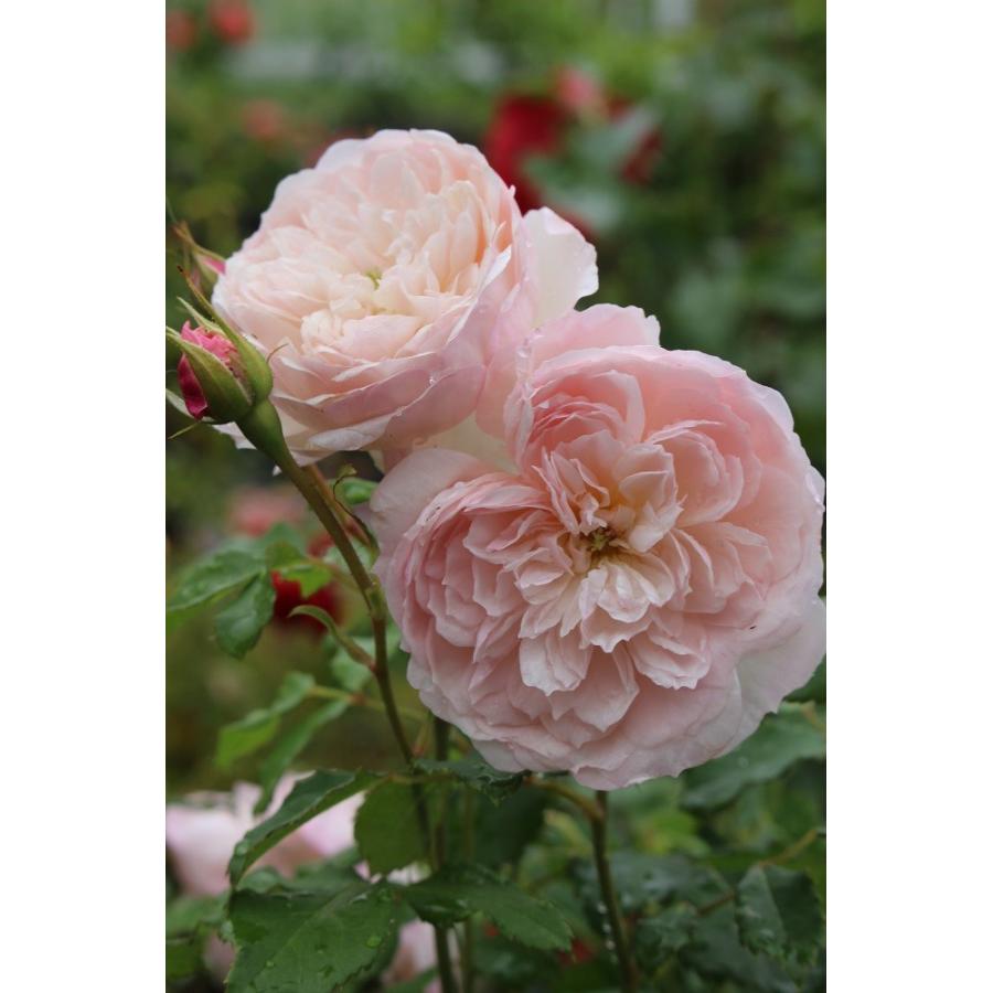 バラ苗 即納 大苗 18cmポット 花千鳥 : Apple Roses - 通販 - Yahoo