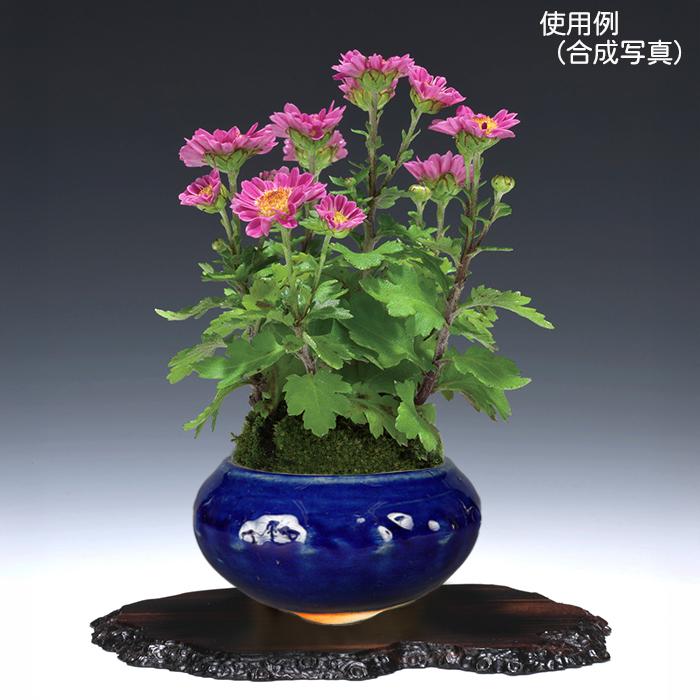 盆栽鉢 「広東色小鉢4点セット」 植木鉢 色鉢 中国鉢 4号 11.5cm 小品