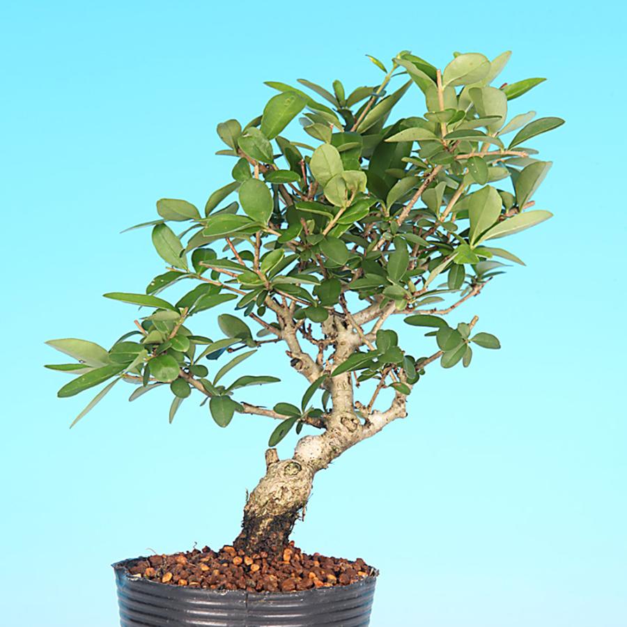 盆栽 荒皮いぼた イボタ 水蝋 小品盆栽 ミニ盆栽 盆栽素材 苗木 実物