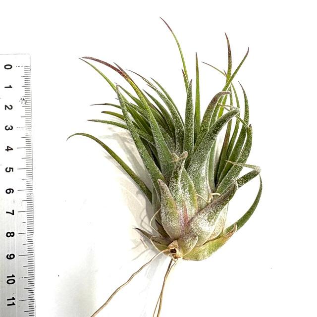 現品) チランジア 交配種(イオナンタ 'ルブラ' × セレリアナ) (No