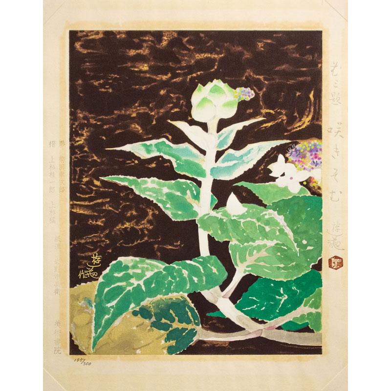 小倉遊亀 「 咲きそむ 」 木版画 版画 絵画 日本画 花 あじさい 額
