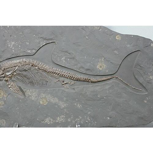 博物館クラス イクチオサウルス化石 : ギャラリーメイスン ヤフー店