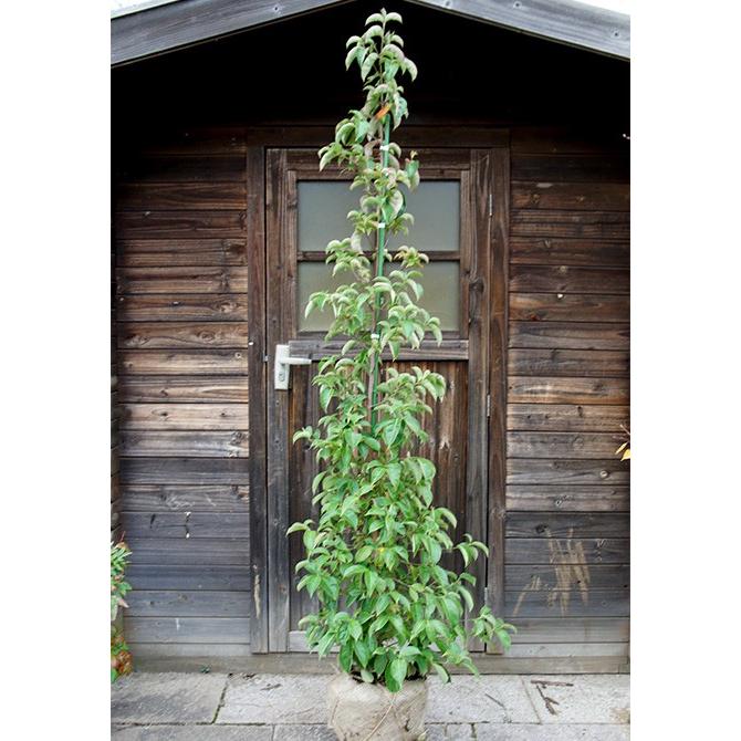 常緑ヤマボウシ/ホンコンエンシス月光 単木 樹高1.8m前後 露地苗