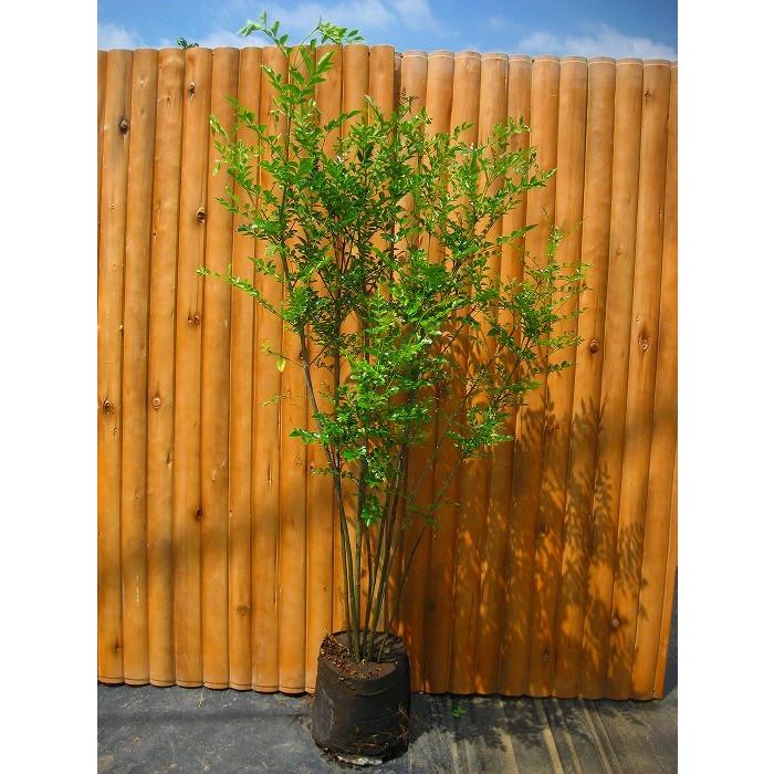 シマトネリコ 株立 樹高1.5m前後 露地苗 シンボルツリー 常緑樹