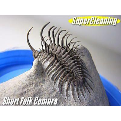 古生代デボン紀/モロッコ産/三葉虫/ショートフォーク・コムラ/3D化石