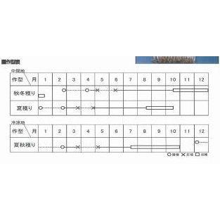 ねぎ 項羽一本太 ペレット種子 5千粒 （株）トーホク : グリーンロフト