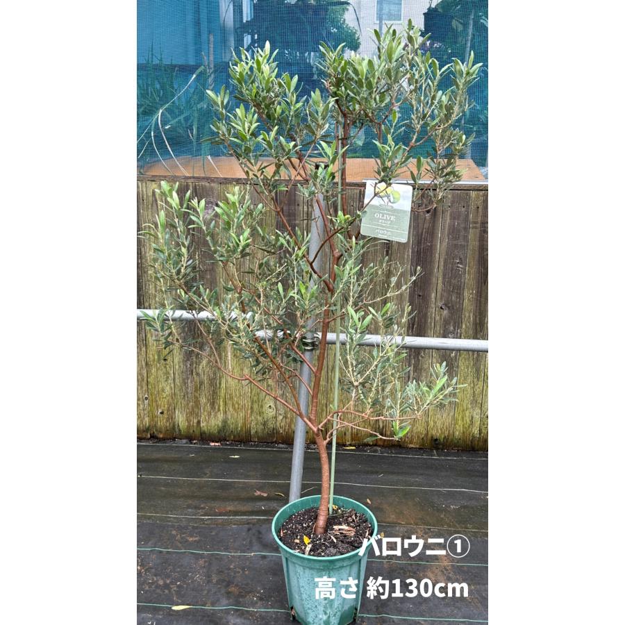 小倉園 オリーブ・バロウニ 8号鉢 オリーブの木 鉢植え 庭木 希少 現品