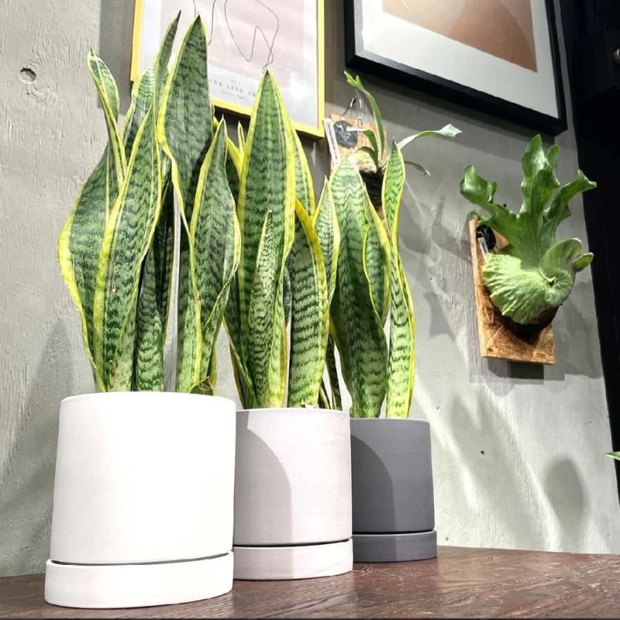 サンスベリア ローレンティ 選べる鉢付 観葉植物 : GREENsHOUSE - 通販