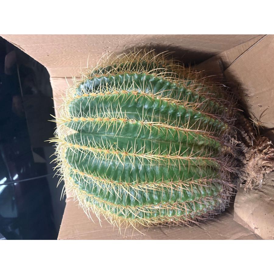 超特大 金鯱 45センチ サボテン 輸入株 ベアルート株 王様 激レア