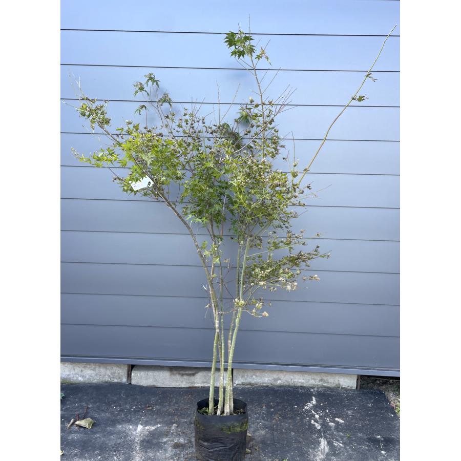 山モミジ 5本株立ち 約2.1m 現品発送 美樹形株 特大苗木 植木 大苗