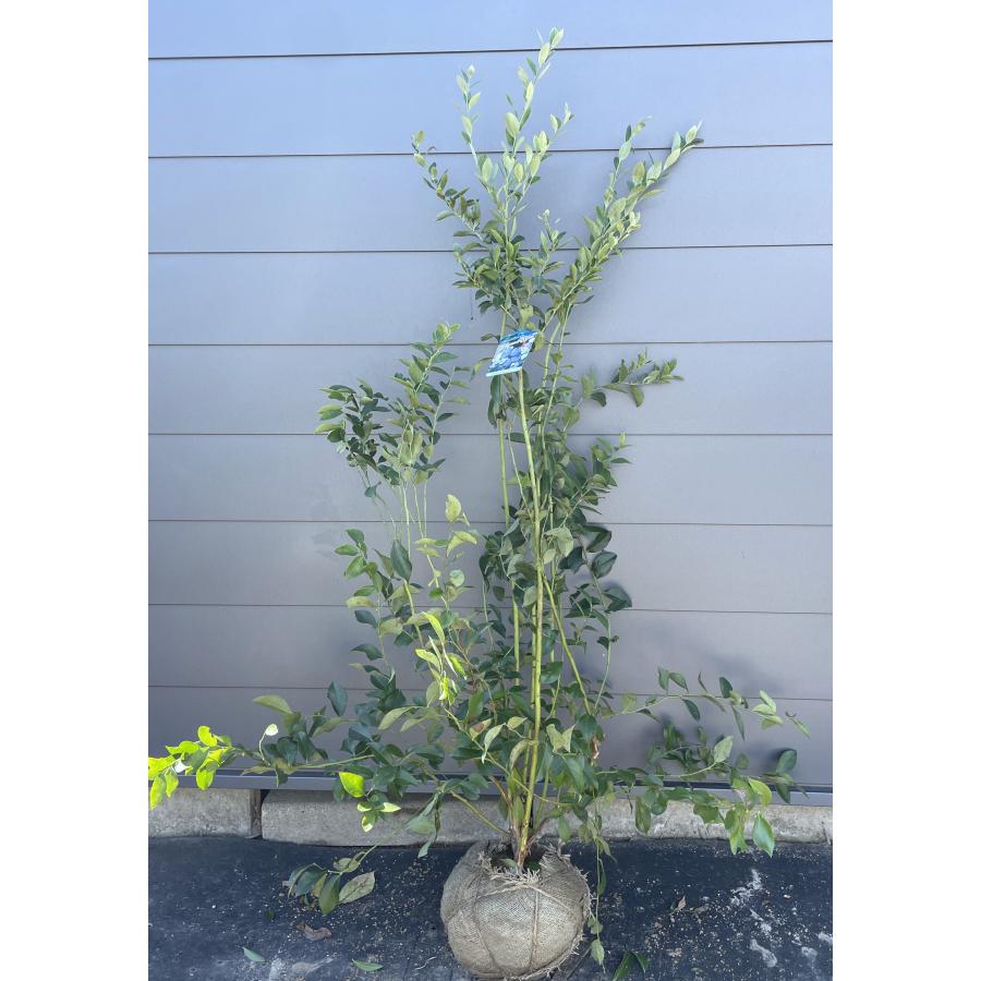 ブルーベリー ブライトウェル 株立ち 約1.7m 特大植木苗木 一点物特大