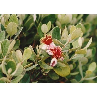 フェイジョア アポロ 7本株立ち 約1.6m 現品販売 一点物 豪華株 多花