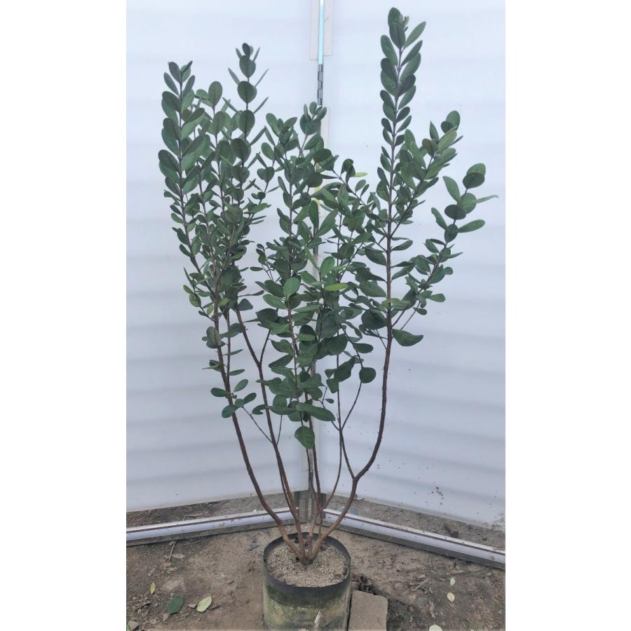 フェイジョア 株立ち 約1.7m 規格販売 植木 苗木 大苗 お買い得な